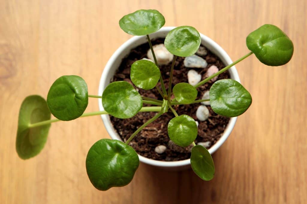 pilea peperomioides, the chinese money plant
