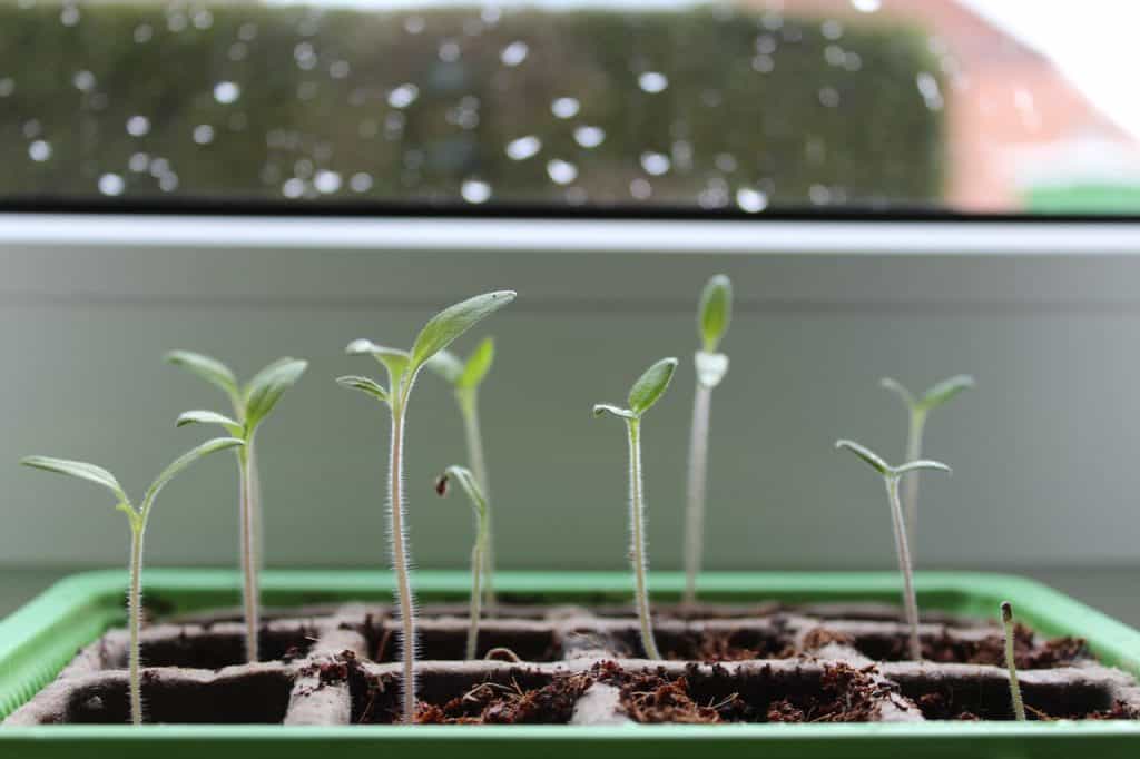 seeds germinating indoors on a heat mat