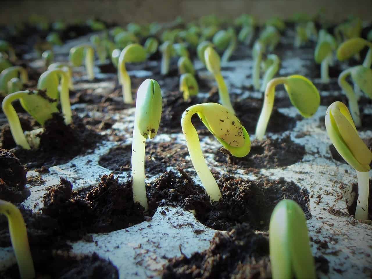 seeds sprouting in soil