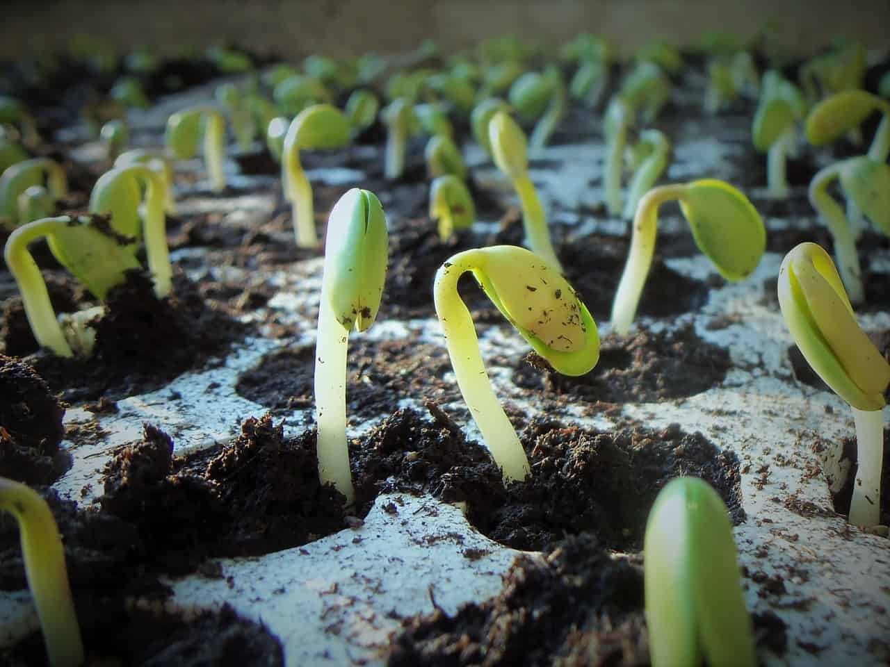 Germinating Seeds On Paper Towels Complete Guide picture photo