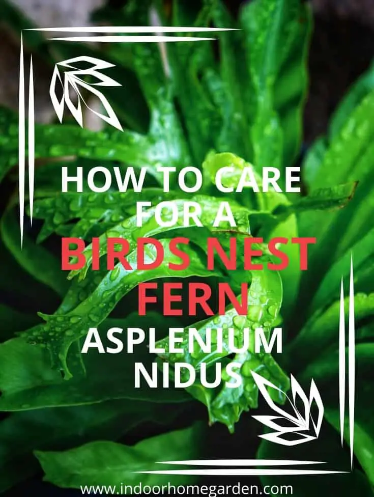 How To Care For A Crispy Wave Fern Japanese Asplenium Nidus Indoor Home Garden