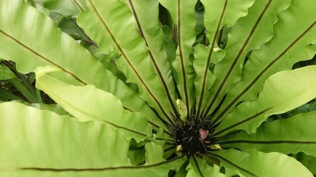 crispy wave fern