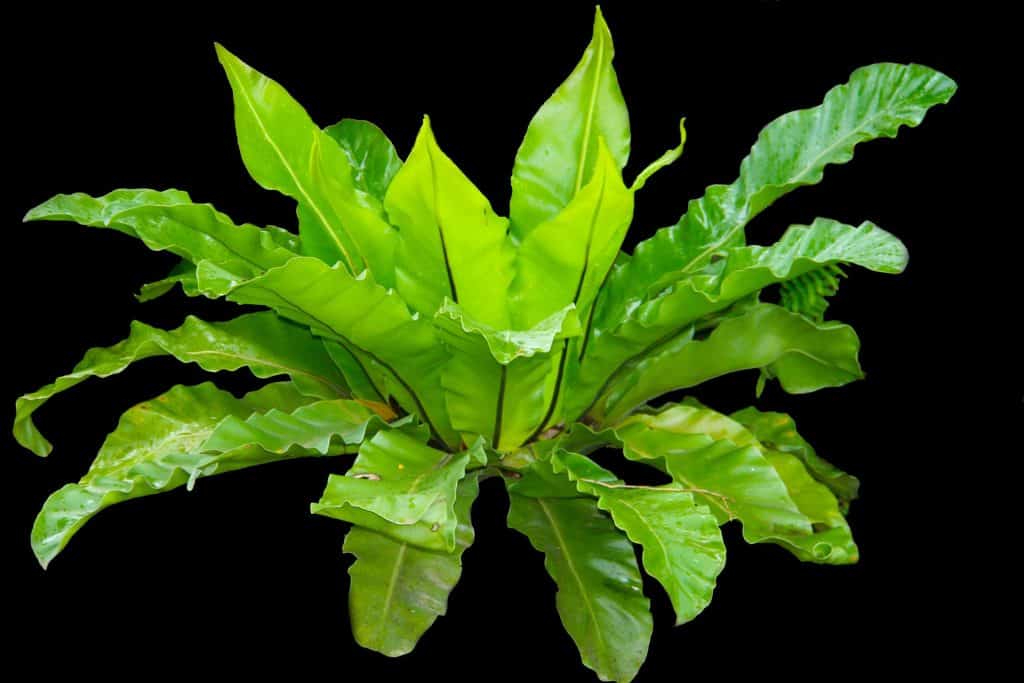 birds nest fern (japanese Asplenium nidus)