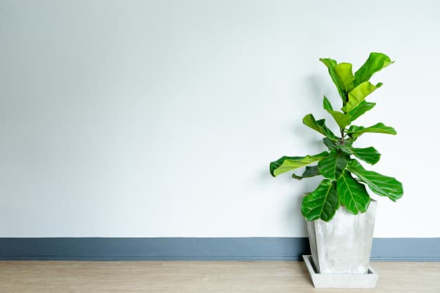 fiddle leaf fig in a pot