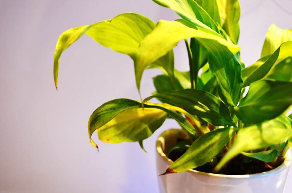 beginner indoor plant