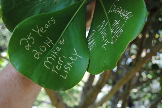 signatures on autograph tree leaves