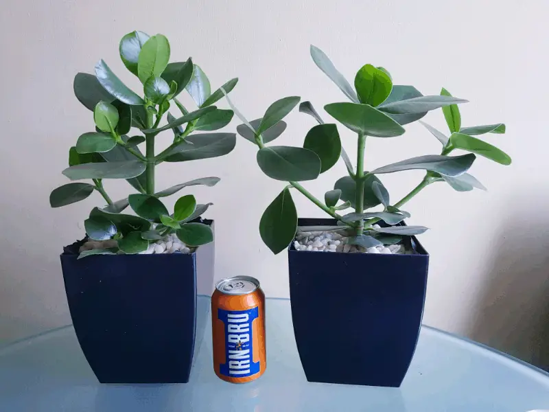 Two autographs trees, next to a drink can for size comparison