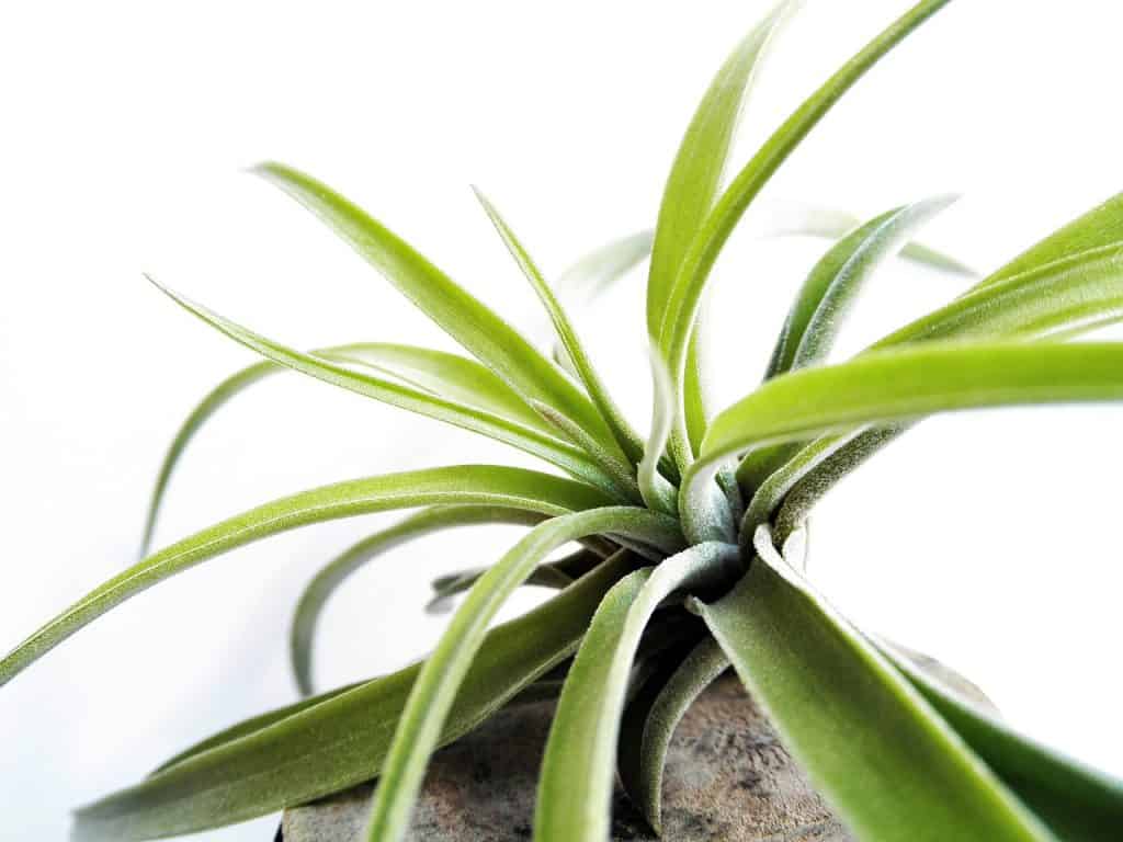 epiphyte plant (air plants)