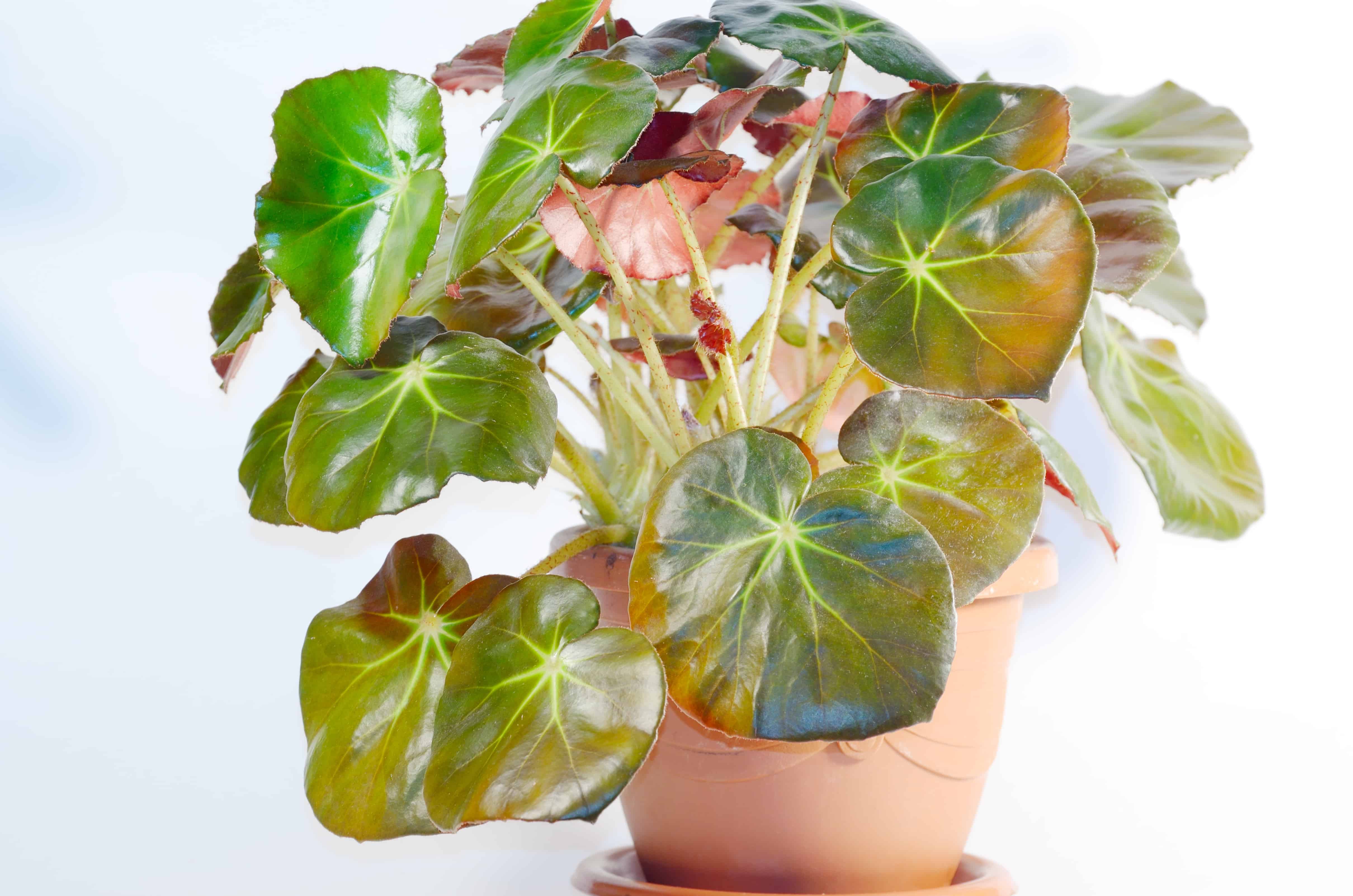 How To Care For A Beefsteak Begonia (Erythrophylla) - Indoor Home Garden