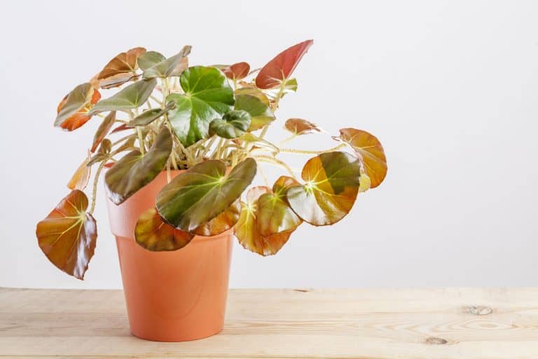 How To Care For A Beefsteak Begonia (Erythrophylla) Indoor Home Garden