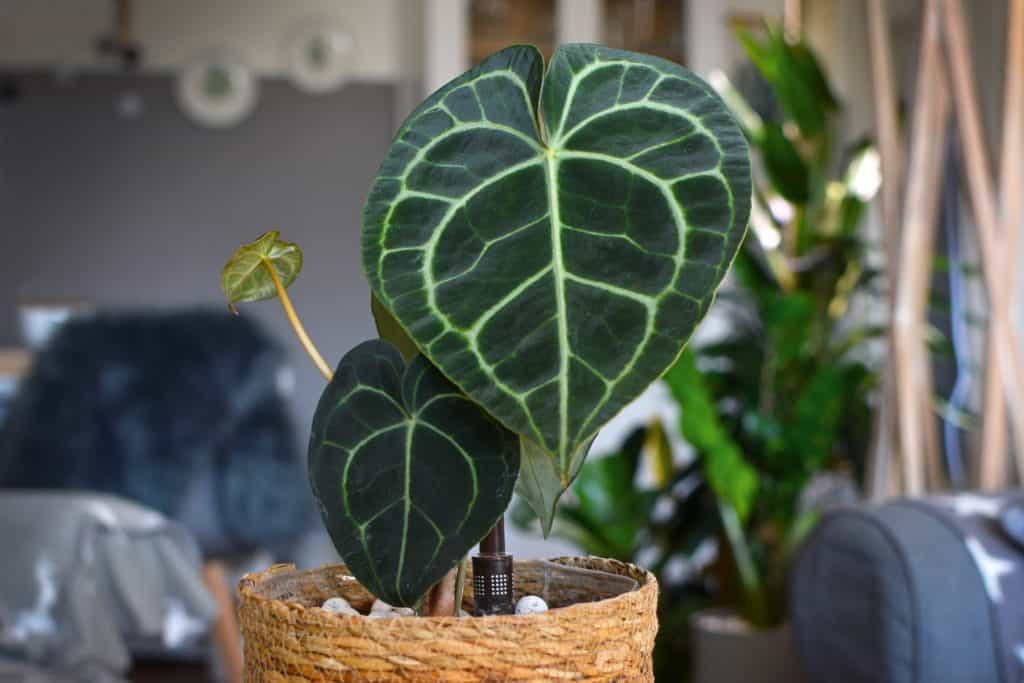 Anthurium Clarinervium in a straw basket, in a home