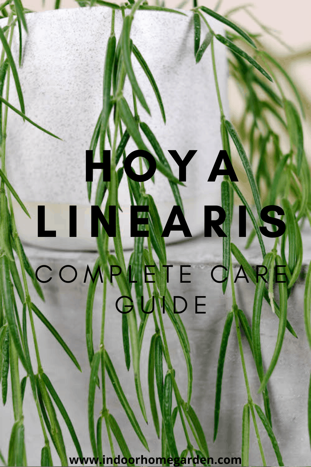 Hoya linearis complete care guide