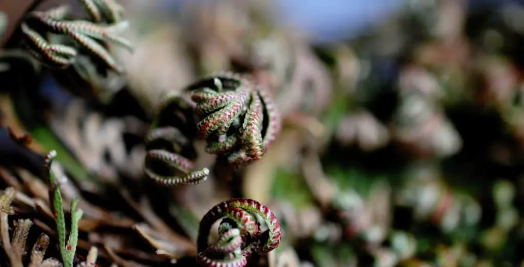 resurrection plant close up image