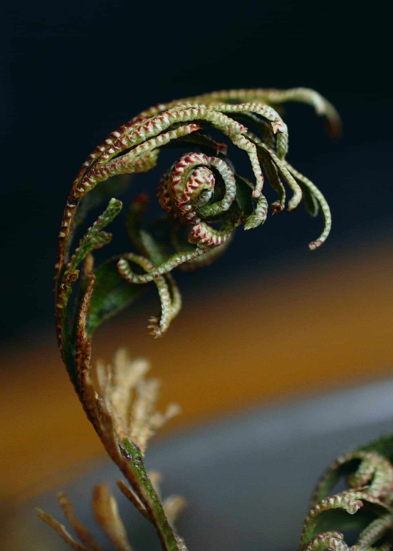 resurrection plant close up, uncurling