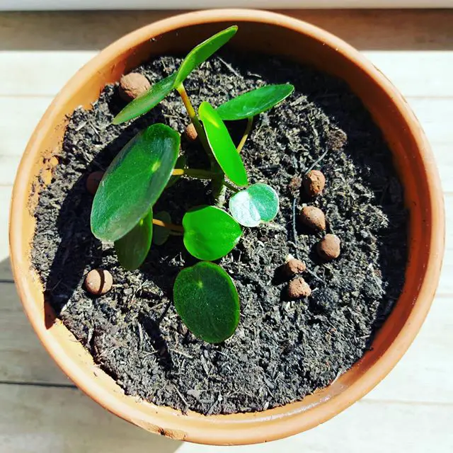 Repotting a raindrop peperomia