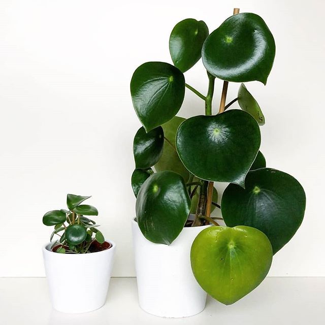 peperomia raindrop care