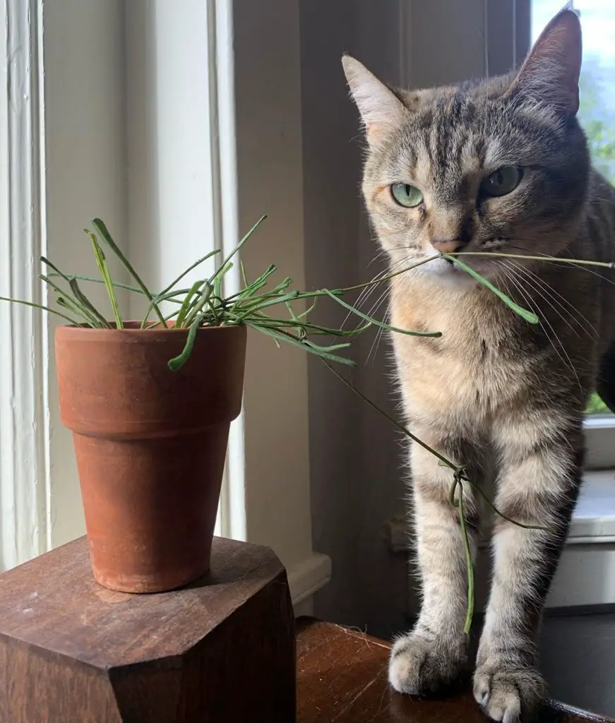 hoya retusa and a cat