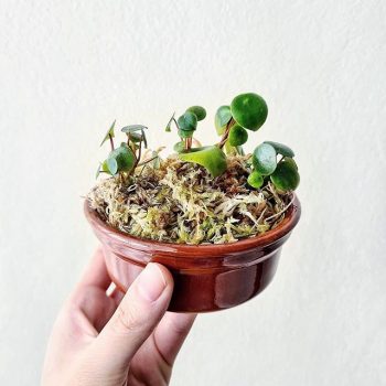 raindrop peperomia care raindrop peperomia care