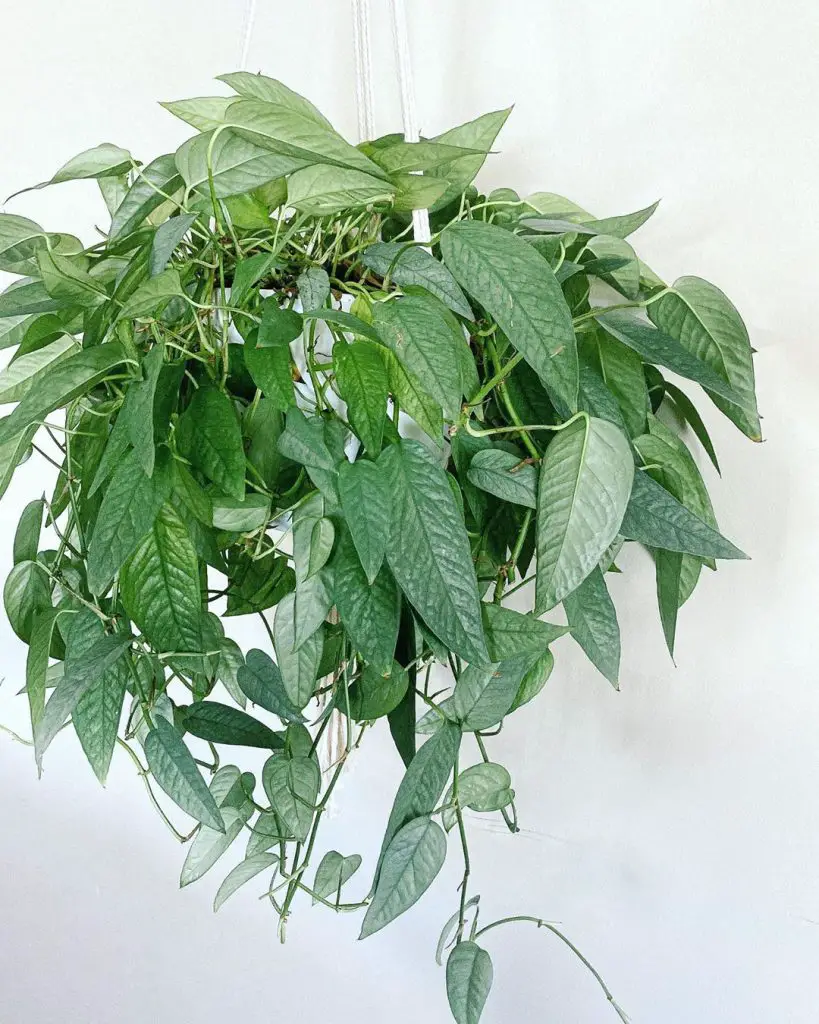 cebu blue in a hanging planter