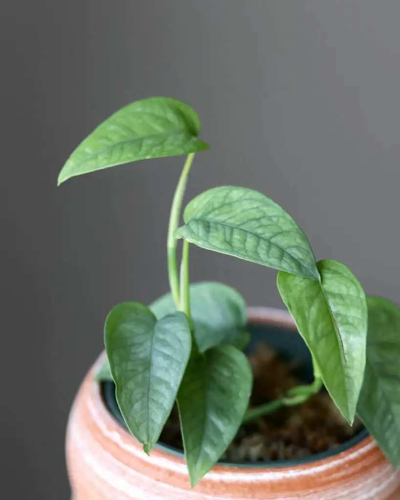 young cebu blue pothos