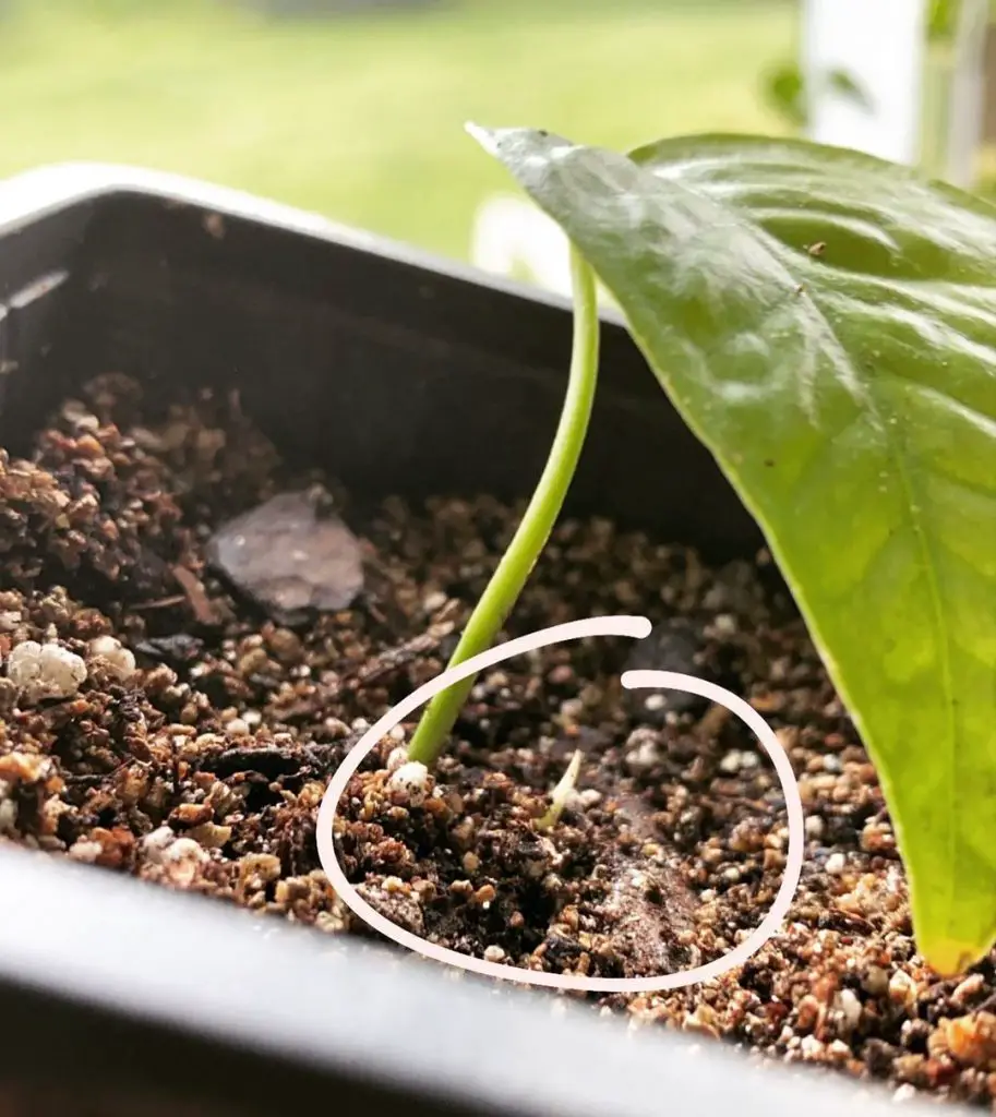 How To Care For A Cebu Blue Pothos Epipremnum Pinnatum Indoor Home Garden