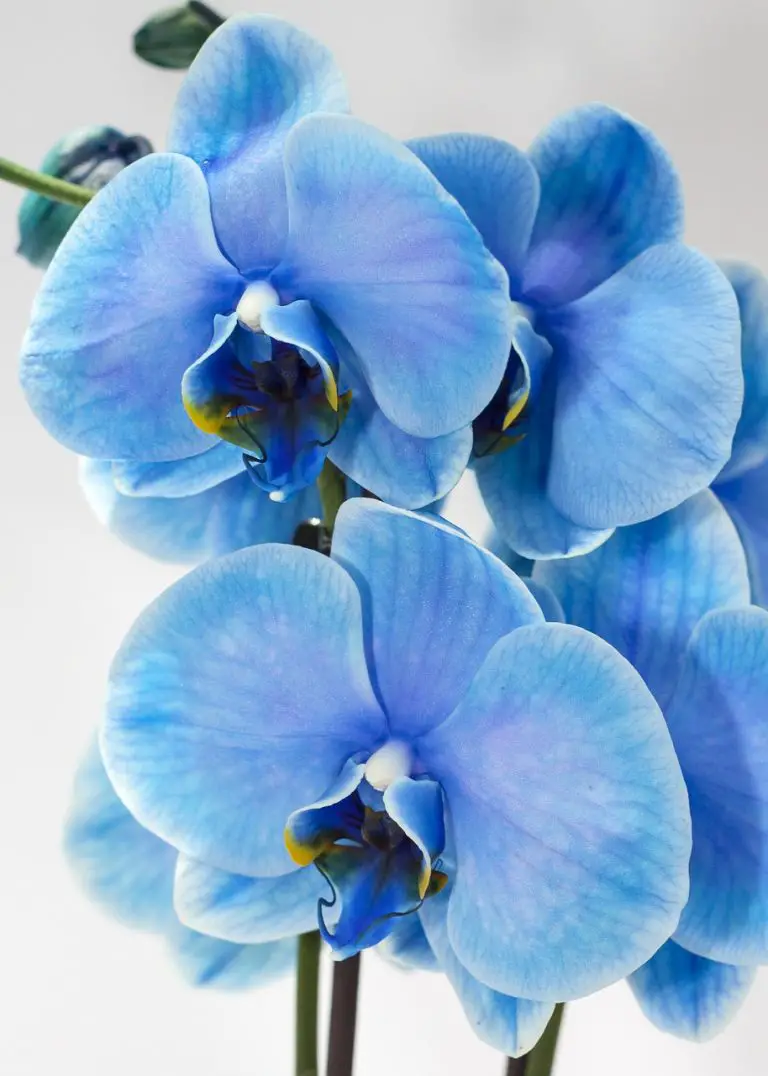 blue moth orchid