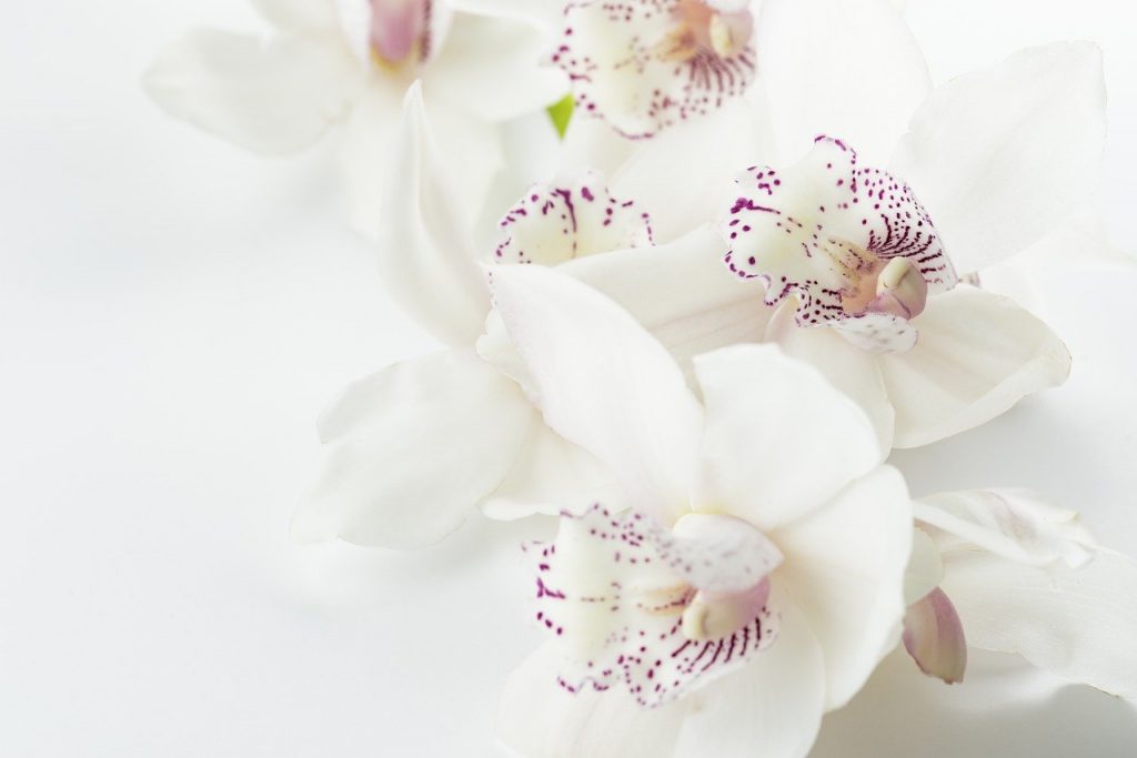 orchid blooming indoors with white/purple flowers