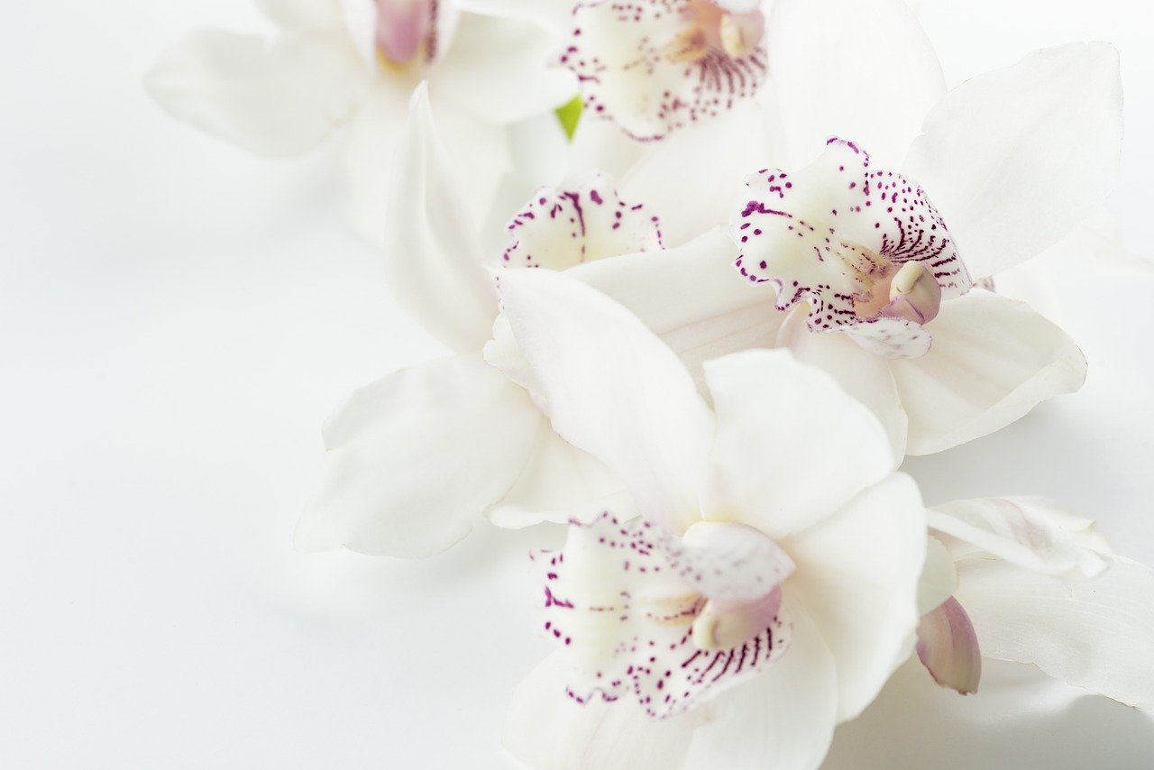 orchid blooming indoors with white/purple flowers