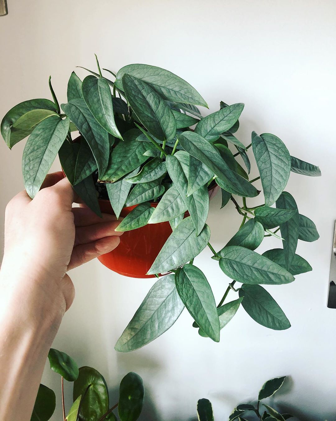 cebu blue pothos in someones hands