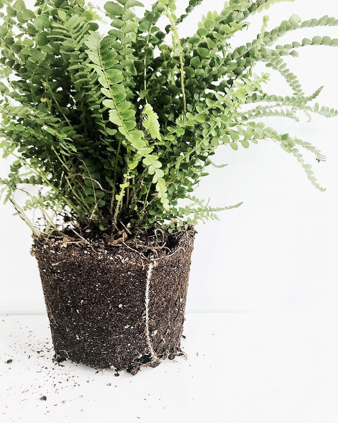 Lemon button fern with exposed soil