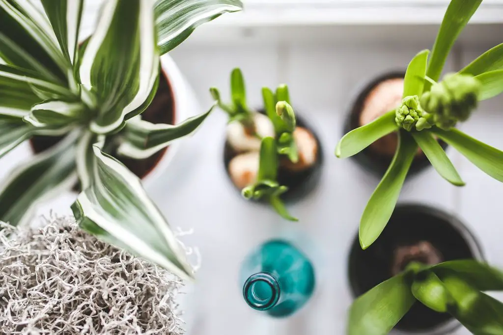 bottled water and houseplants