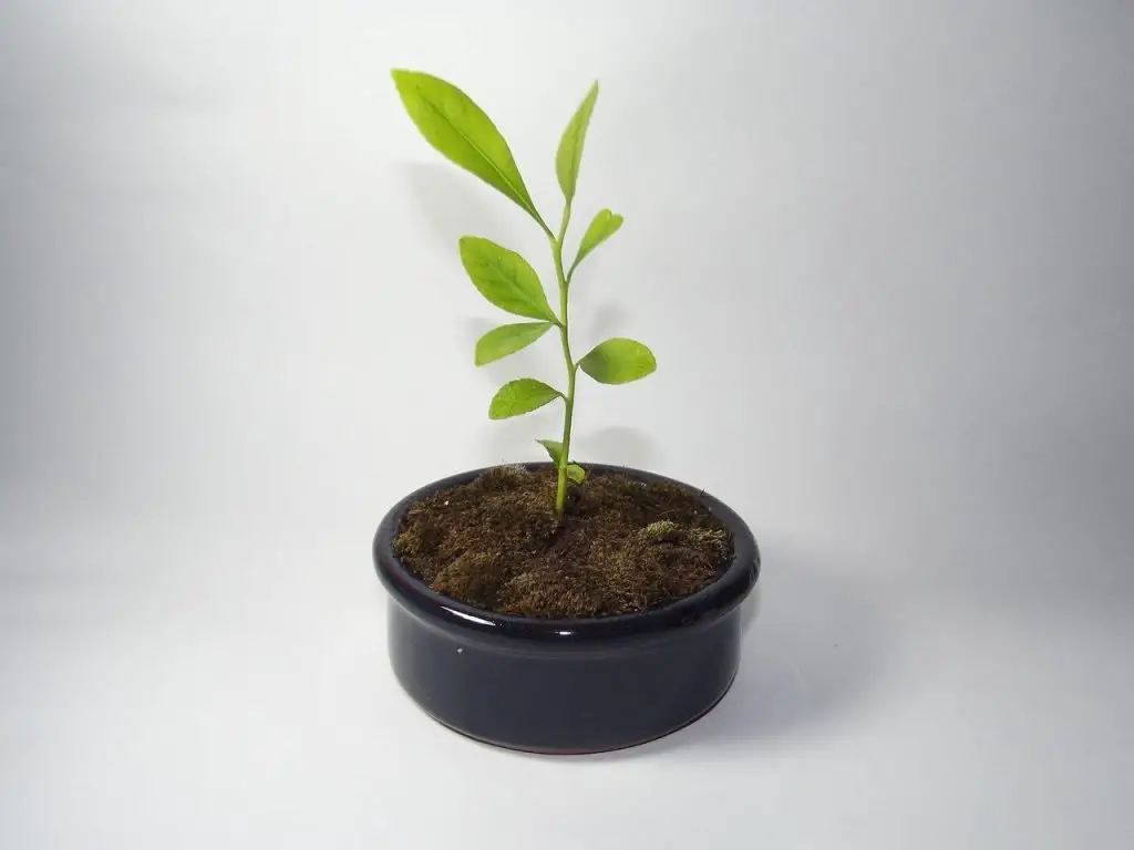 young indoor lemon tree