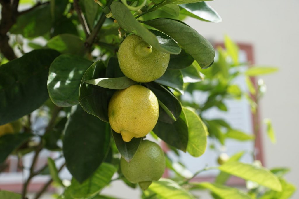 lemon tree growing indoors