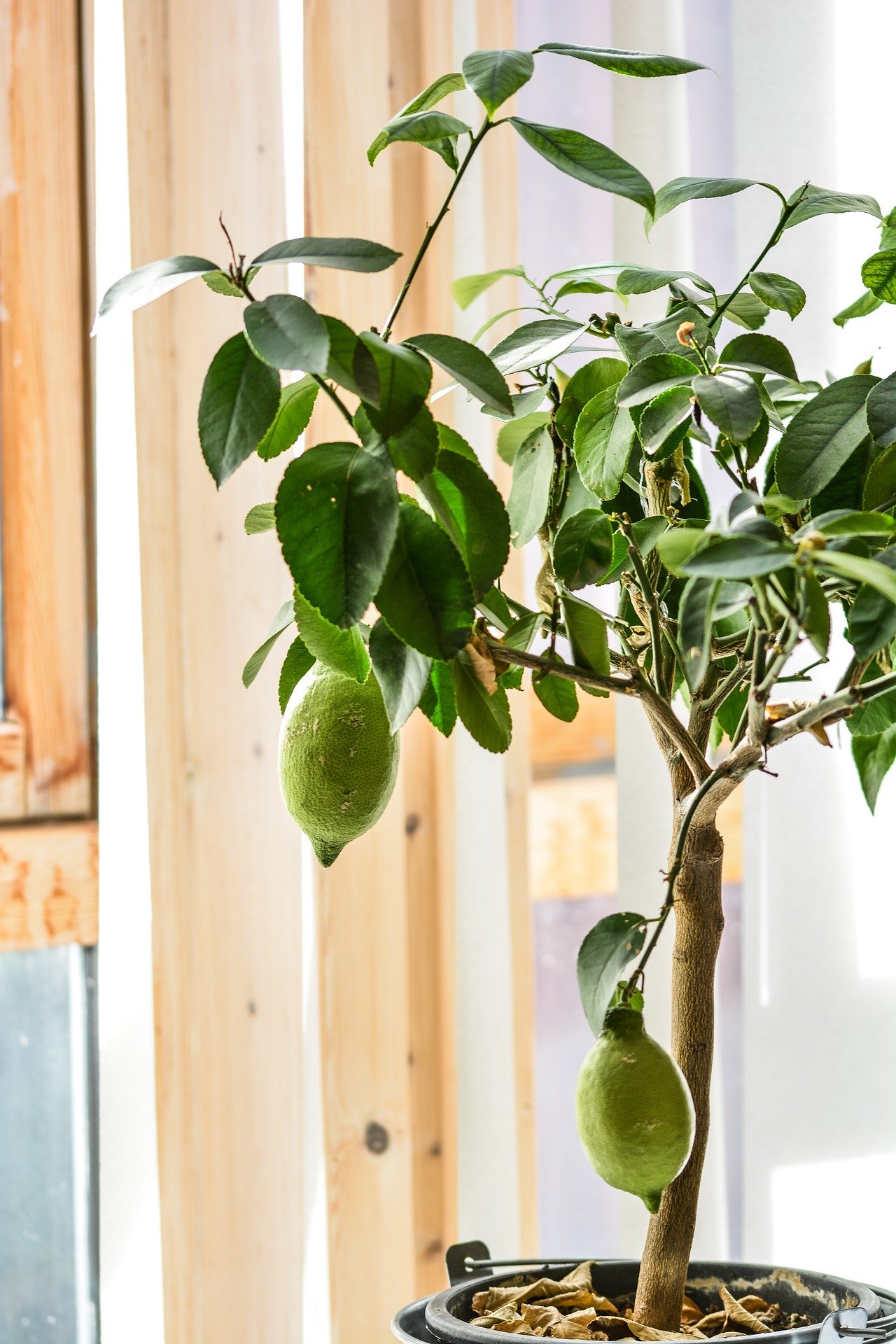 indoor potted lemon tree