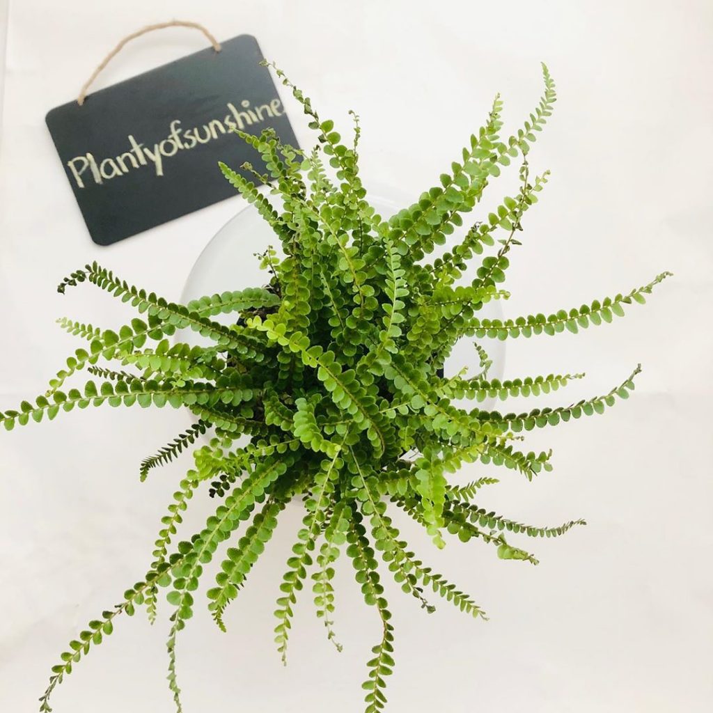 lemon button fern care guide