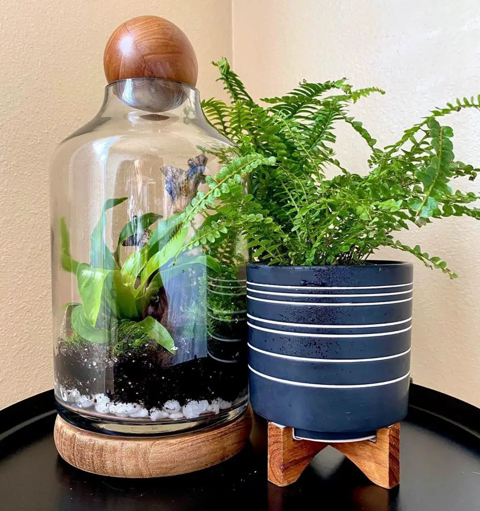 lemon button fern and a terrarium