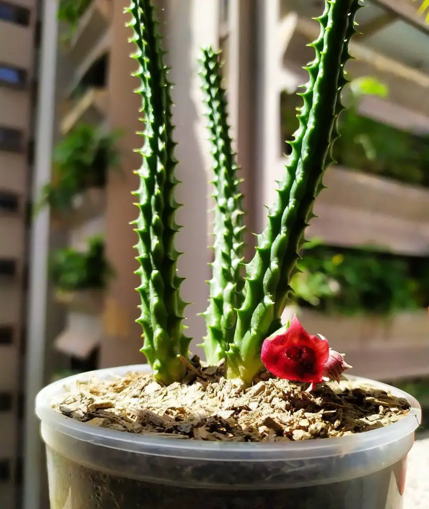 dragon flower with 3 stems