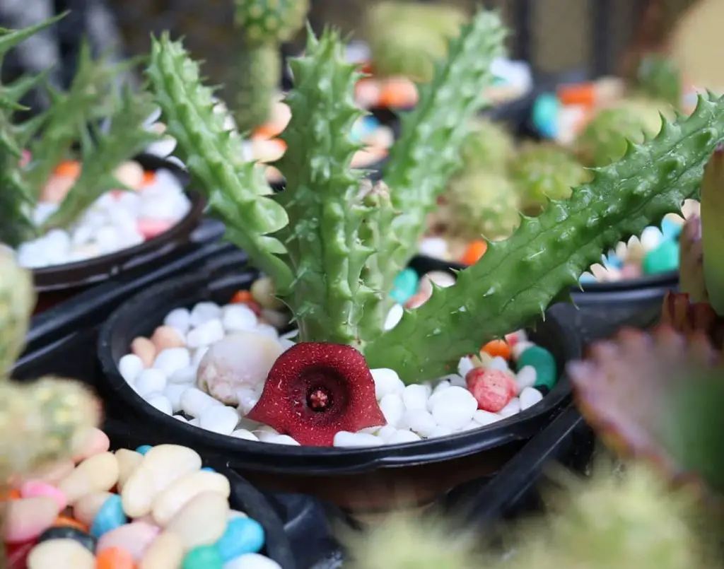 Huernia Schneideriana Red Dragon Flower Complete Care Guide Indoor Home Garden