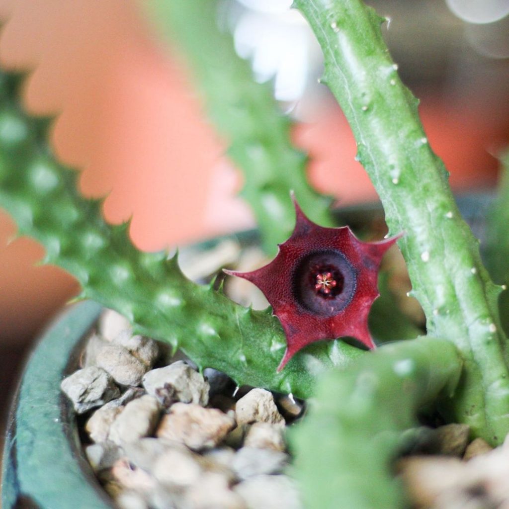 Primer plano de la flor del dragón rojo