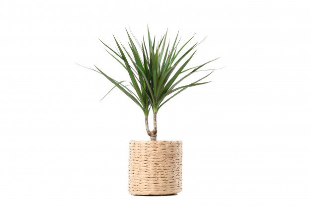 dragon tree in a wicker pot