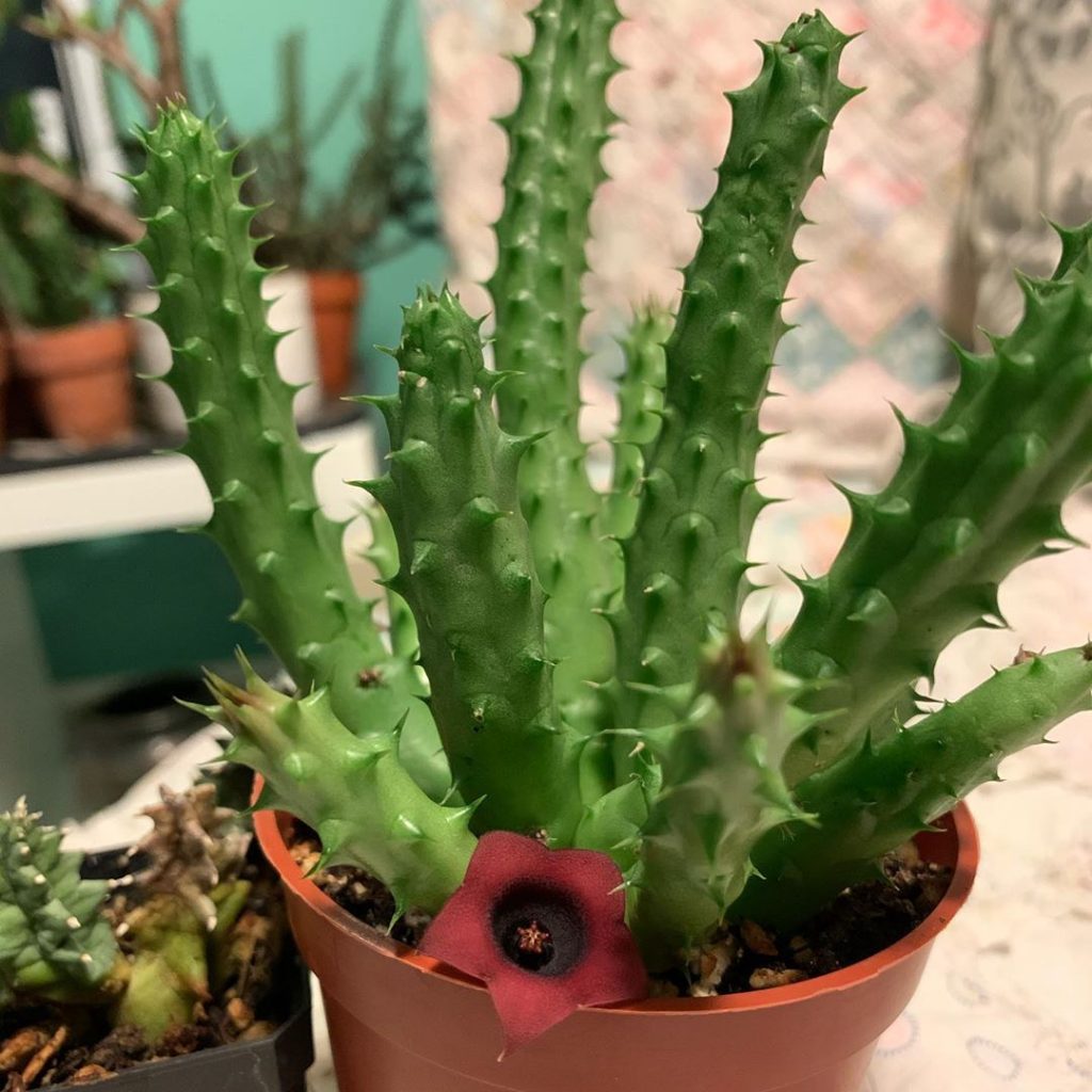 Huernia Schneideriana Red Dragon Flower Complete Care Guide Indoor Home Garden