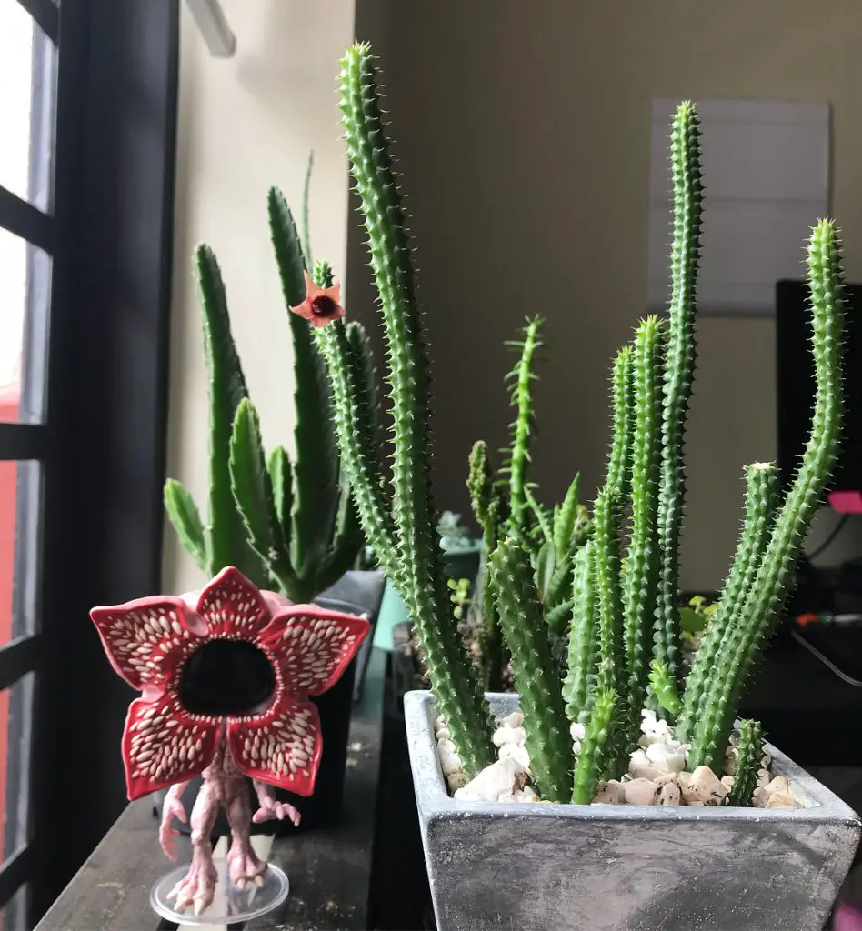 potted red dragon flower