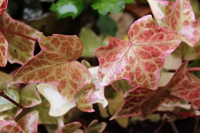 common ivy with dark red leaves