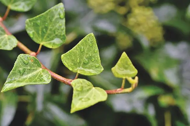 close up of ivy