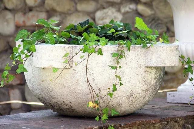 ivy in a stone pot