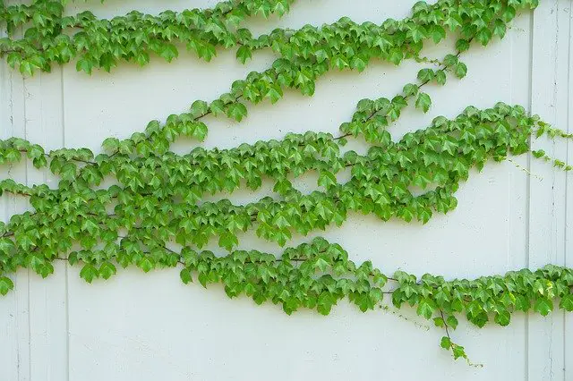 ivy on a wall