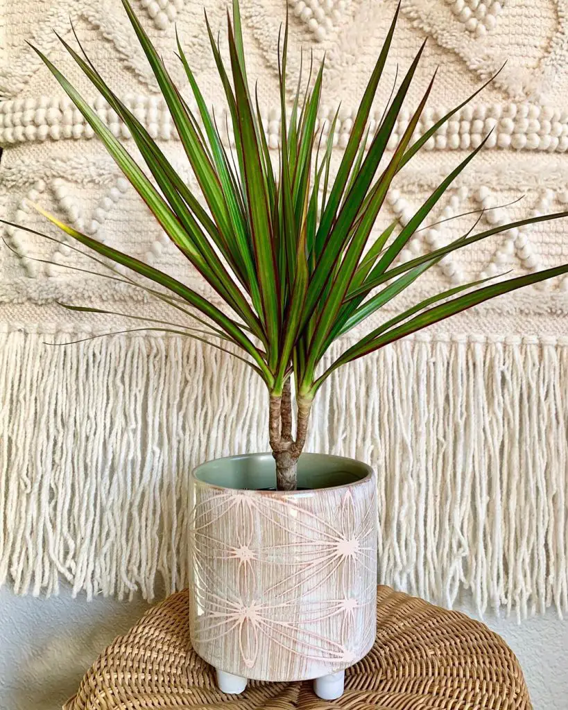 dracaena marginata potted