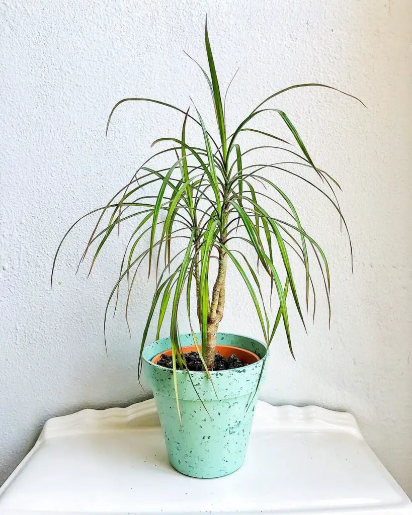 potted dragon tree (dracaena marginata)