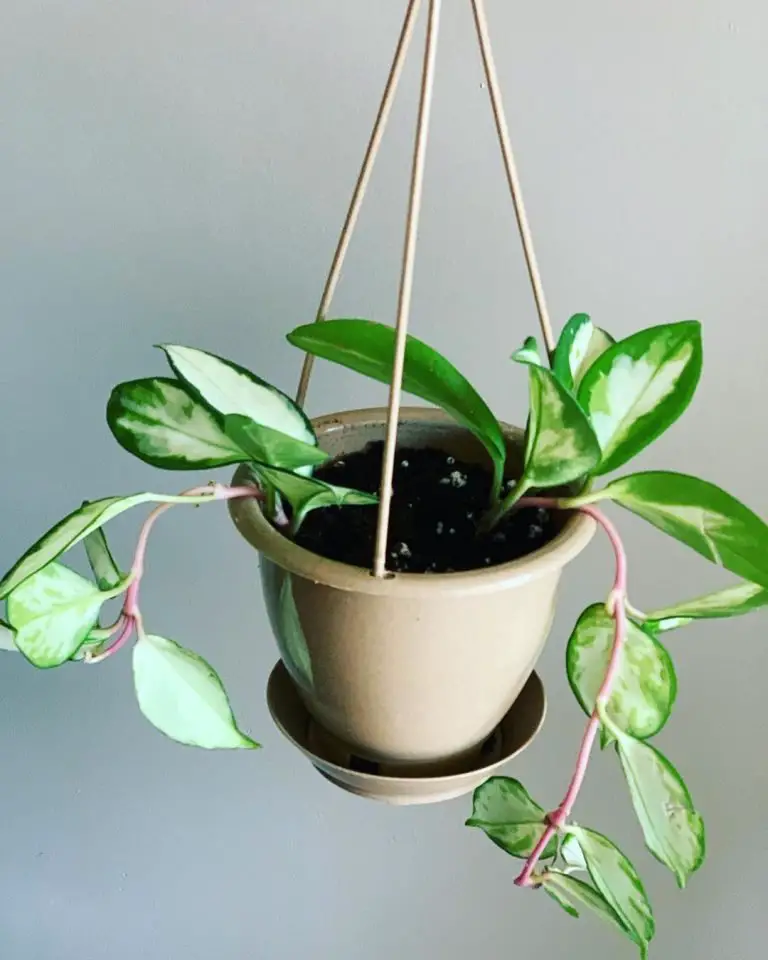 How To Care For A Hoya Krimson Princess (Hoya Carnosa) - Indoor Home Garden