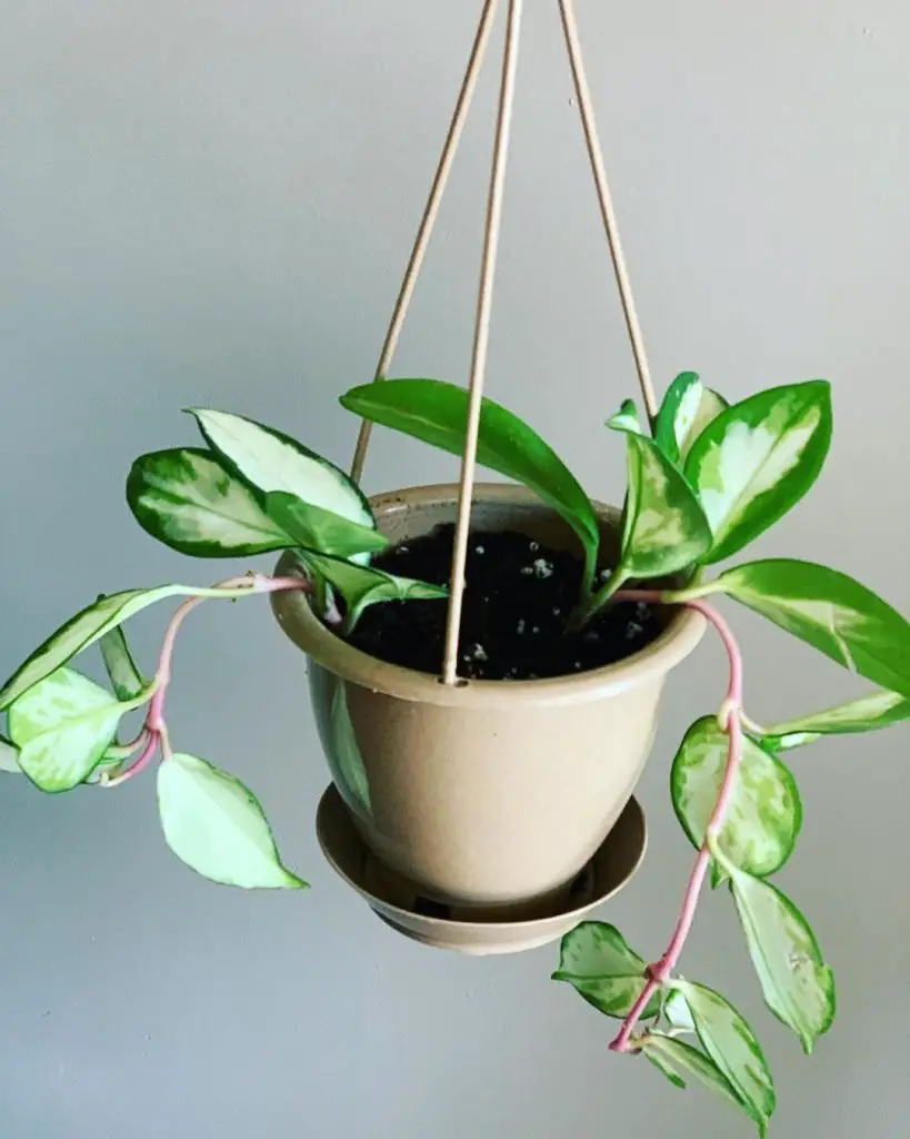 How To Care For A Hoya Krimson Princess Hoya Carnosa Indoor Home Garden